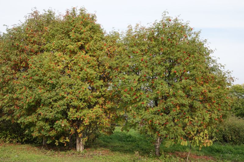 <i>Sorbus aucuparia</i> (rowan)