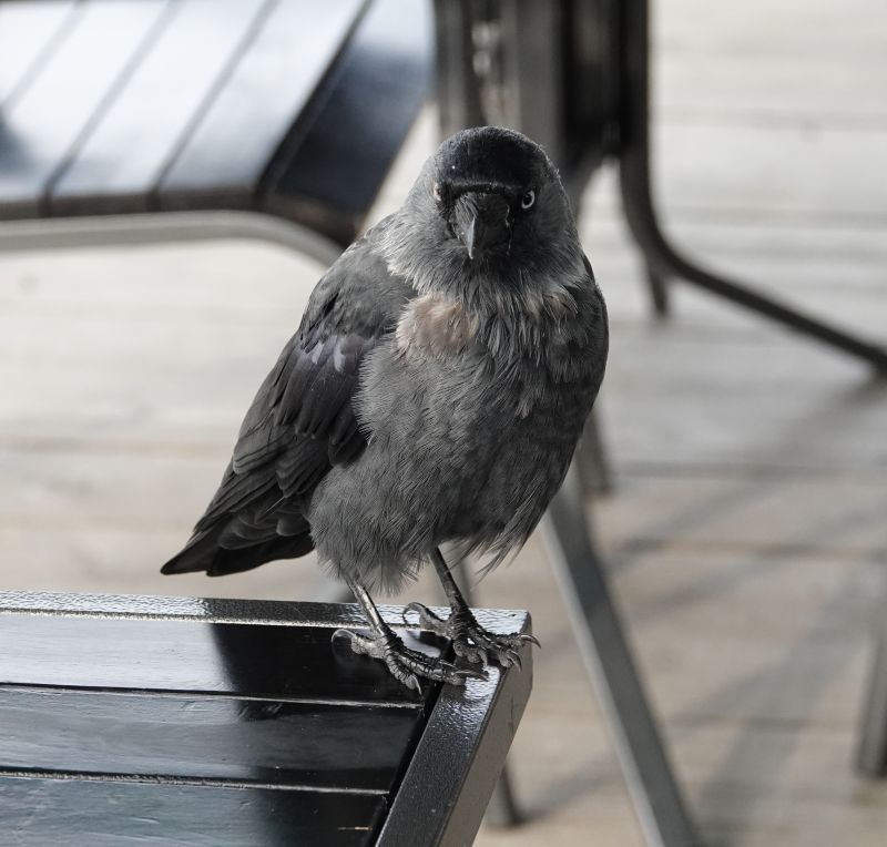 <i>Corvus monedula</i> (Eurasian Jackdaw)