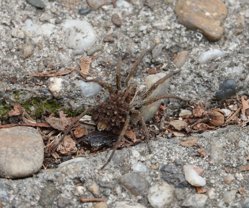 <i>Lycosidae</i> (Wolf Spiders)