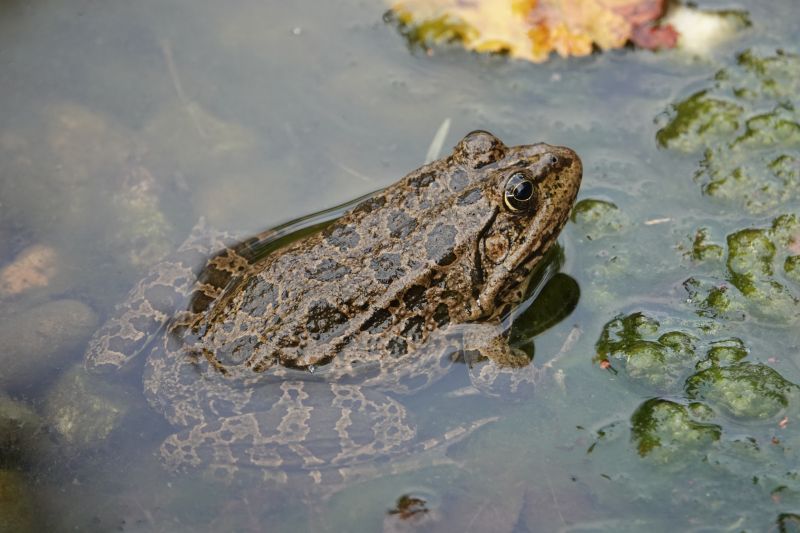 <i>Pelophylax</i> (Water Frogs)