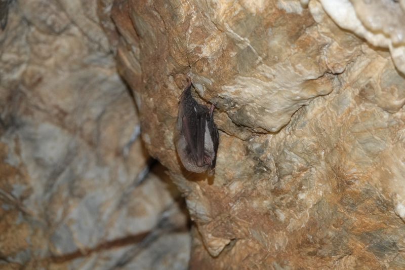 <i>Miniopterus schreibersii</i> (Schreibers' Long-fingered Bat)