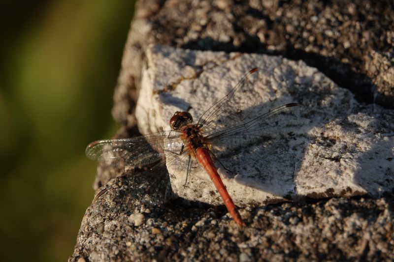 <i>Sympetrum</i> (Meadowhawks)