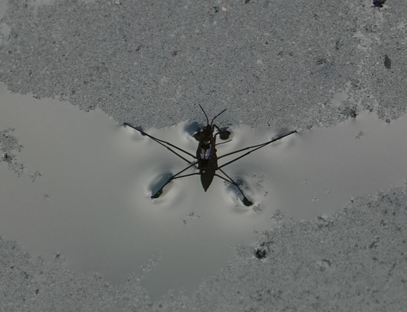 <i>Gerridae</i> (Water Striders)