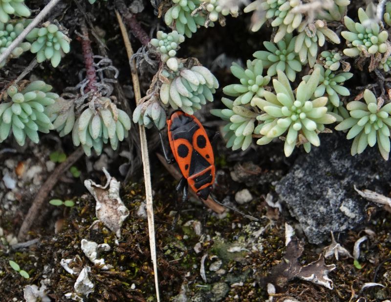 <i>Pyrrhocoris apterus</i> (European Firebug)