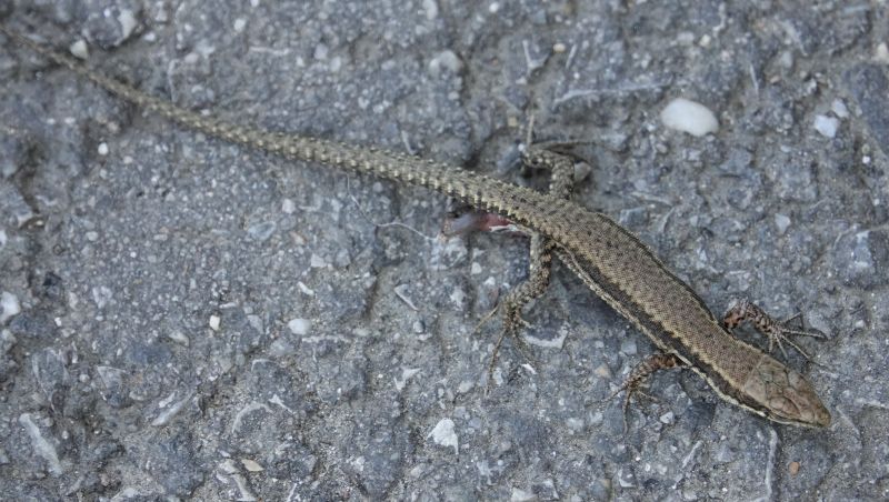 <i>Podarcis muralis</i> (Common Wall Lizard)