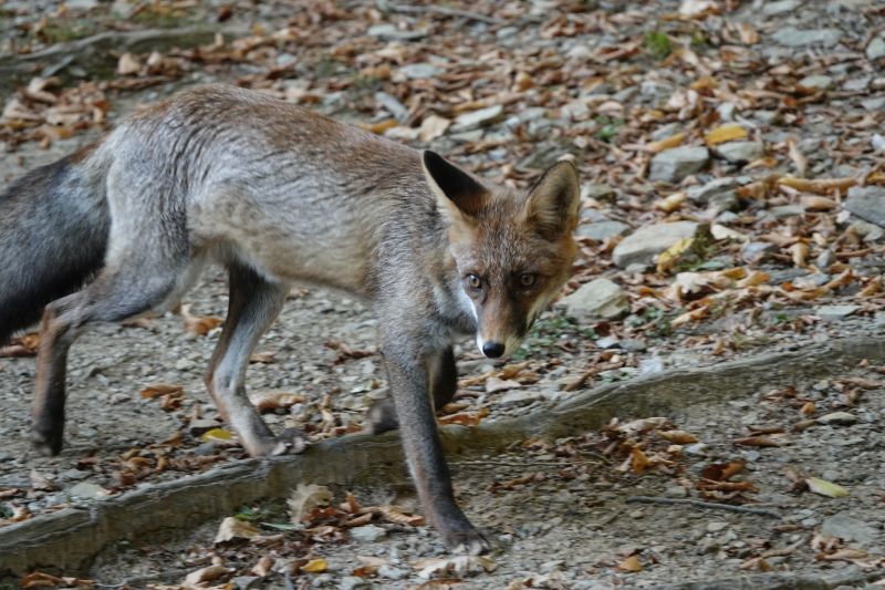 <i>Vulpes vulpes</i> (Red Fox)