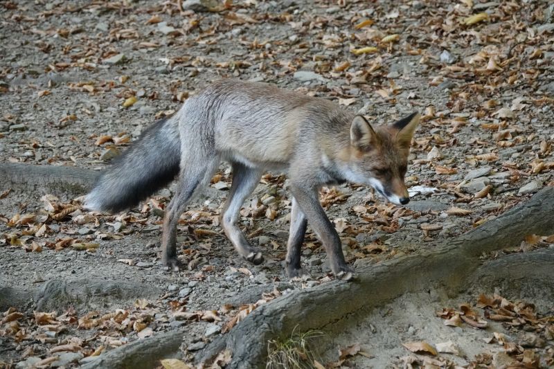<i>Vulpes vulpes</i> (Red Fox)