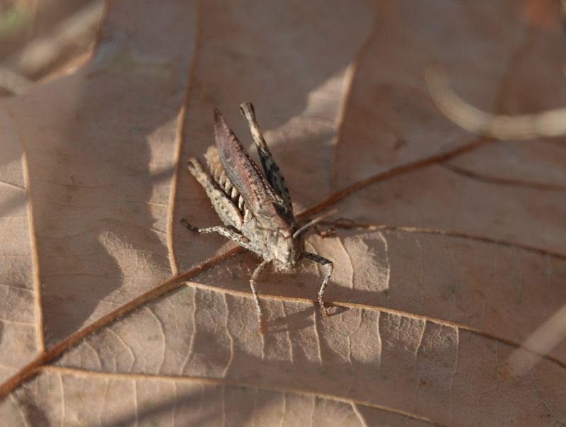 <i>Acrididae</i> (Short-horned Grasshoppers)