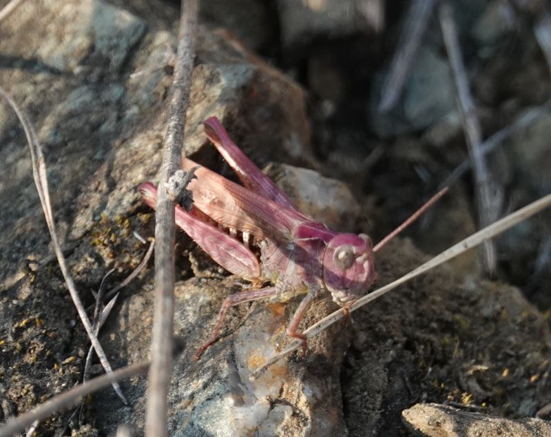 <i>Gomphocerinae</i> (Stridulating Slant-faced Grasshoppers)