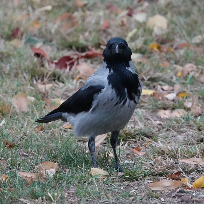 <i>Corvus cornix</i> (Hooded Crow)