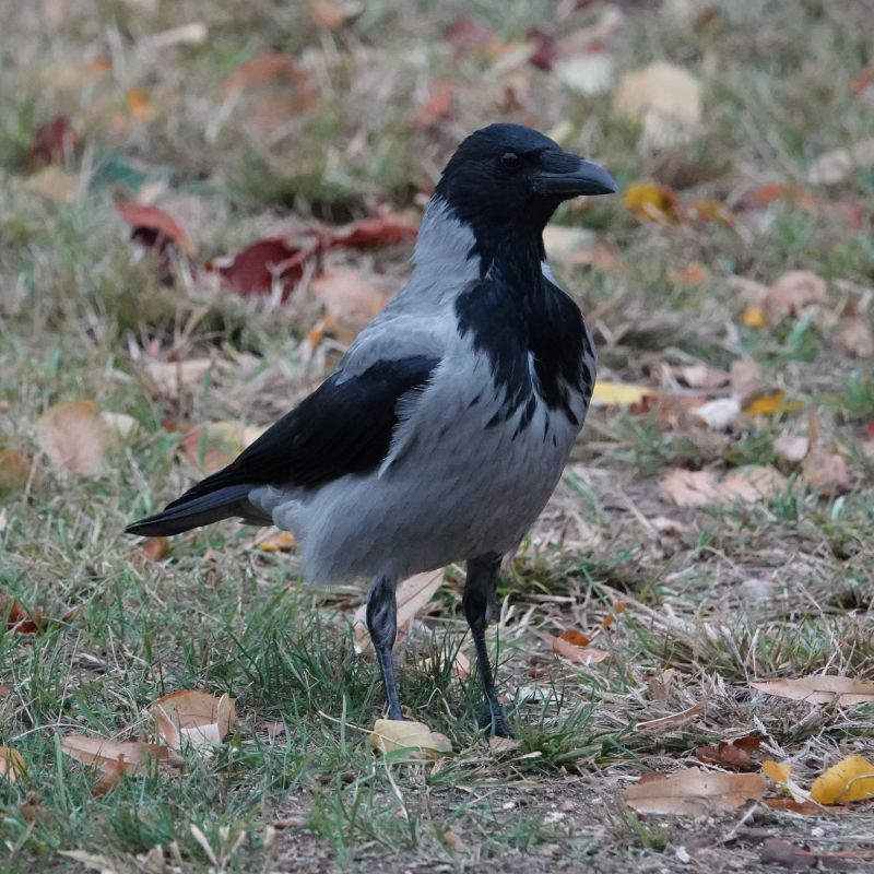 <i>Corvus cornix</i> (Hooded Crow)