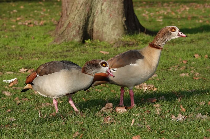 <i>Alopochen aegyptiaca</i> (Egyptian Goose)