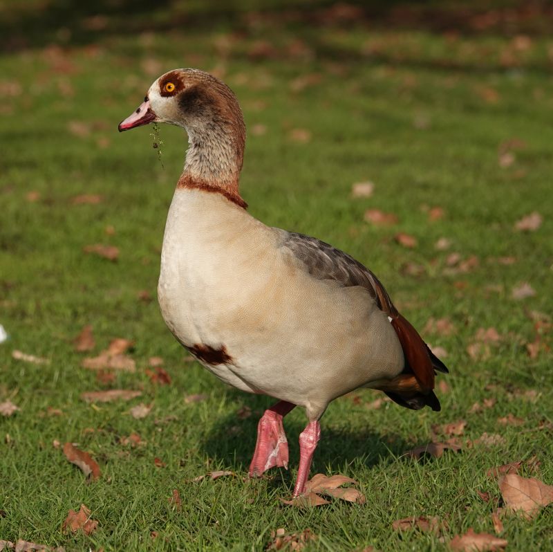 <i>Alopochen aegyptiaca</i> (Egyptian Goose)