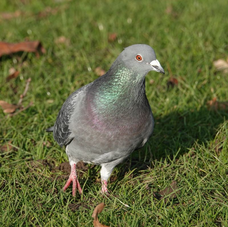 <i>Columba livia domestica</i> (Feral Pigeon)