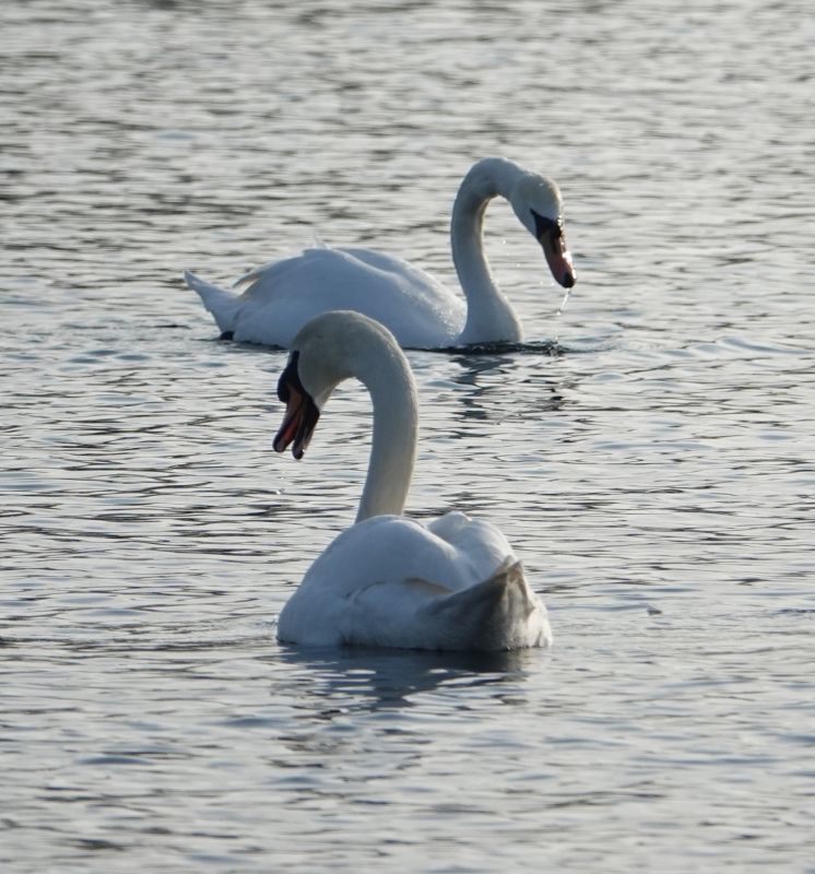 <i>Cygnus olor</i> (Mute Swan)