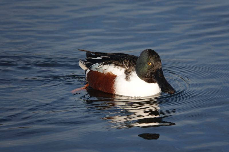 <i>Spatula clypeata</i> (Northern Shoveler)