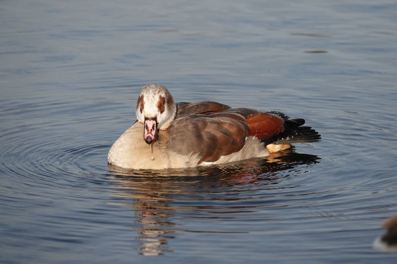 <i>Alopochen aegyptiaca</i> (Egyptian Goose)