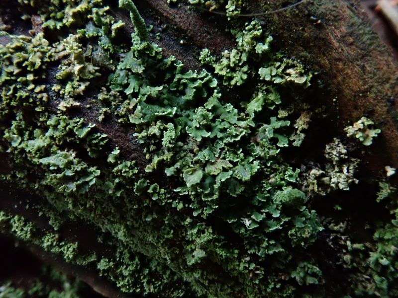 <i>Fungi</i> (Fungi Including Lichens)