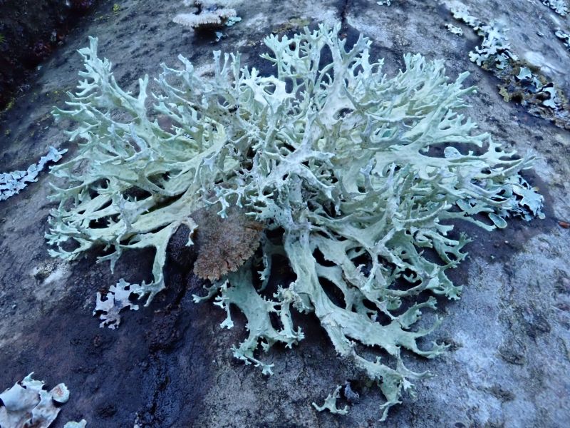 <i>Evernia prunastri</i> (Oakmoss)