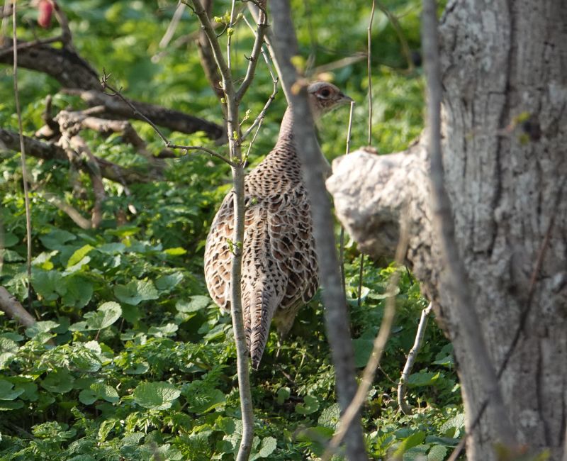 <i>Phasianus colchicus</i> (Ring-necked Pheasant)