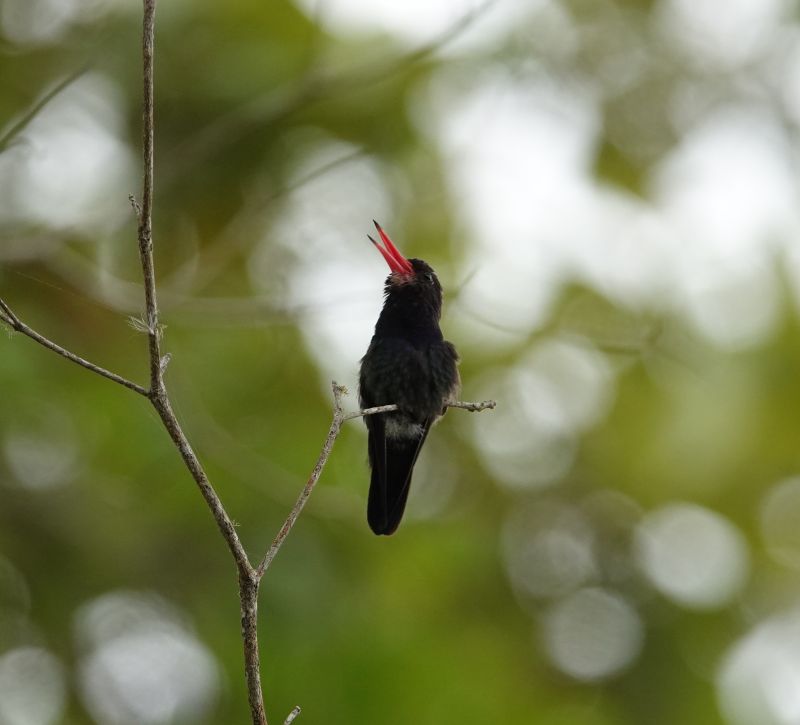 <i>Trochilidae</i> (Hummingbirds)