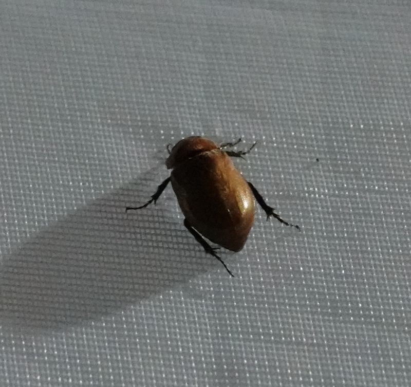 <i>Scarabaeoidea</i> (Scarabs, Stag Beetles and Allies)