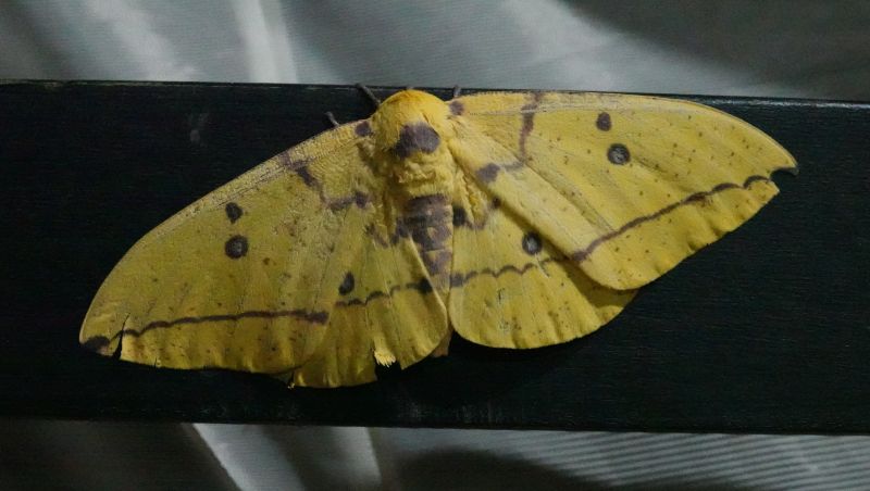 <i>Eacles imperialis</i> (Imperial Moth)