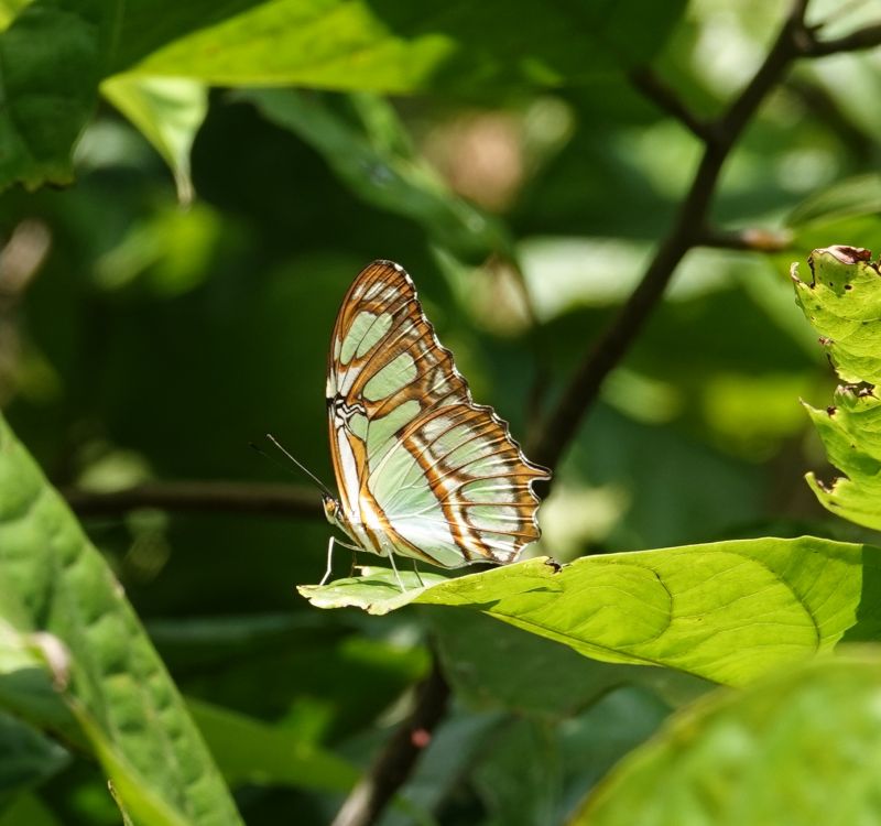 <i>Siproeta stelenes</i> (Malachite)