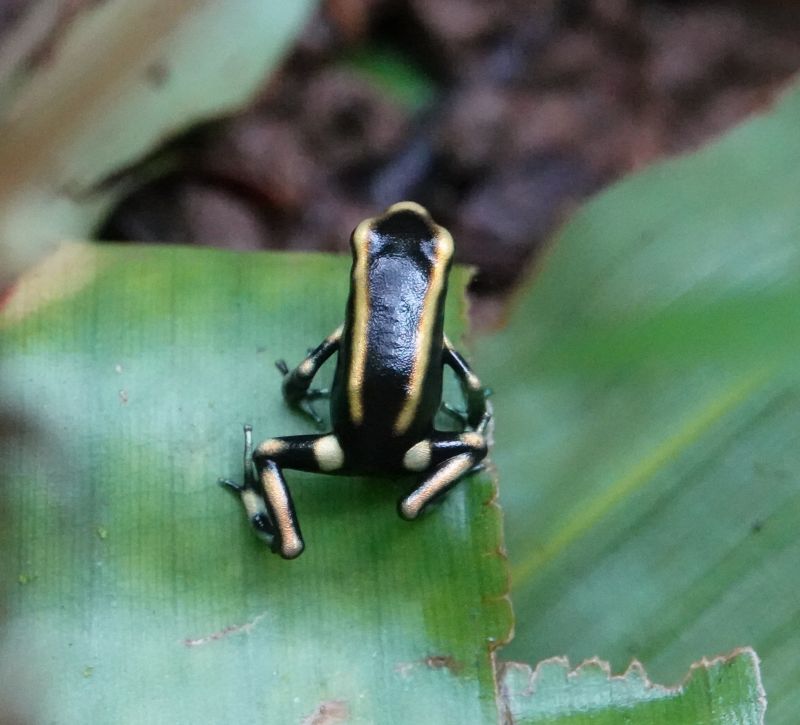 <i>Dendrobates truncatus</i> (Yellow-striped Poison Dart Frog)