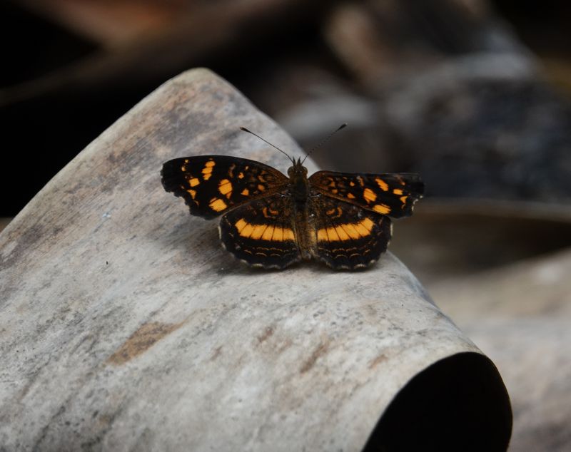 <i>Anthanassa drusilla</i> (Orange-patched Crescent)