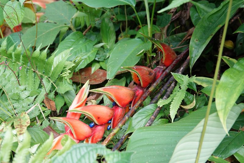 <i>Heliconia</i> (Heliconias)