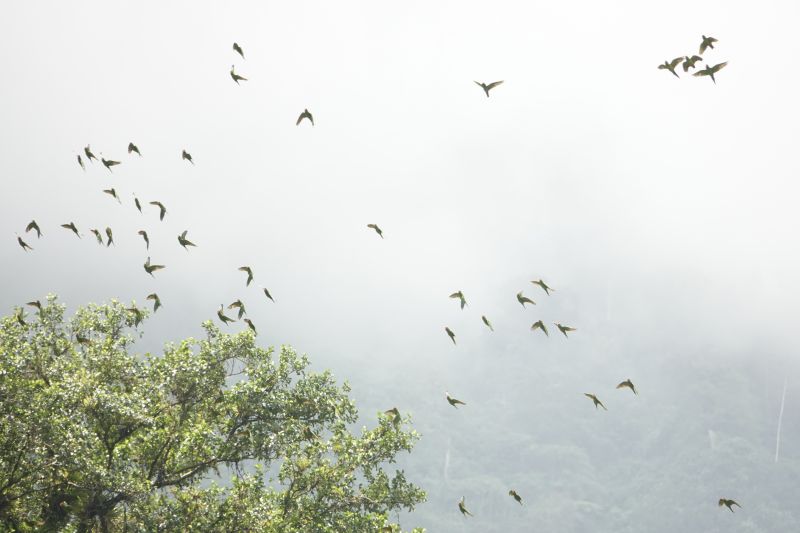 <i>Psittaciformes</i> (Parrots)