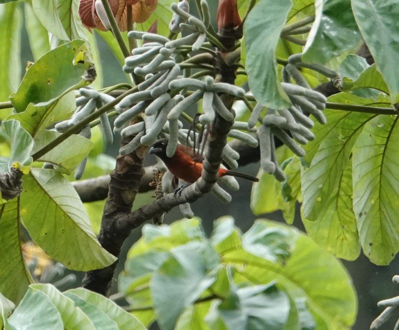 <i>Ramphocelus dimidiatus</i> (Crimson-backed Tanager)