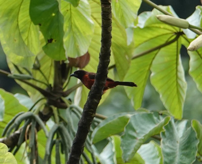 <i>Ramphocelus dimidiatus</i> (Crimson-backed Tanager)