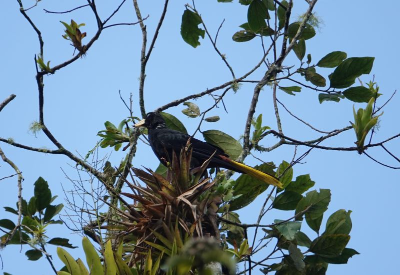 <i>Psarocolius decumanus</i> (Crested Oropendola)