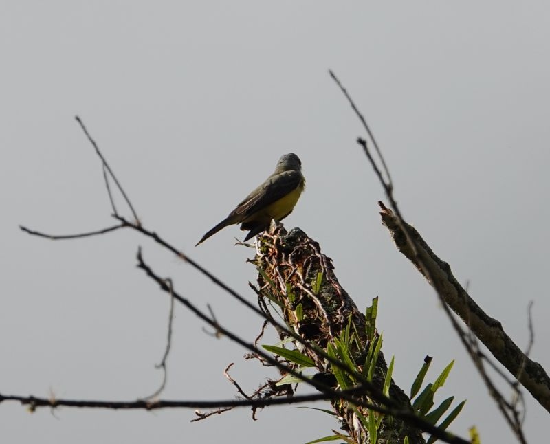 <i>Tyrannus melancholicus</i> (Tropical Kingbird)