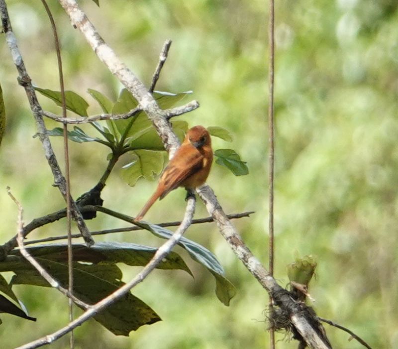 <i>Pyrrhomyias cinnamomeus</i> (Cinnamon Flycatcher)