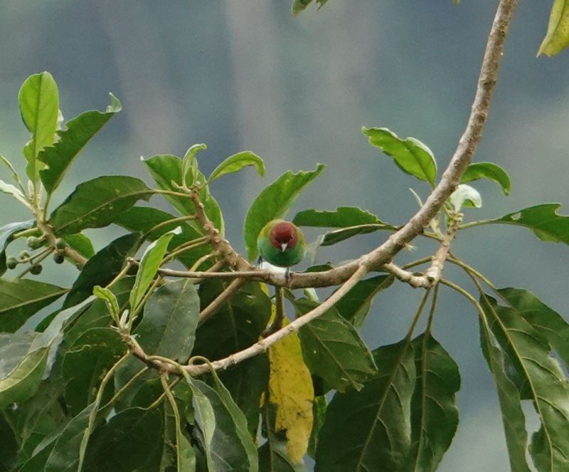 <i>Tangara gyrola</i> (Bay-headed Tanager)