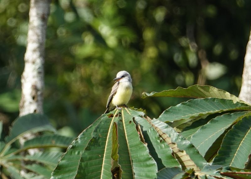<i>Tyrannus melancholicus</i> (Tropical Kingbird)