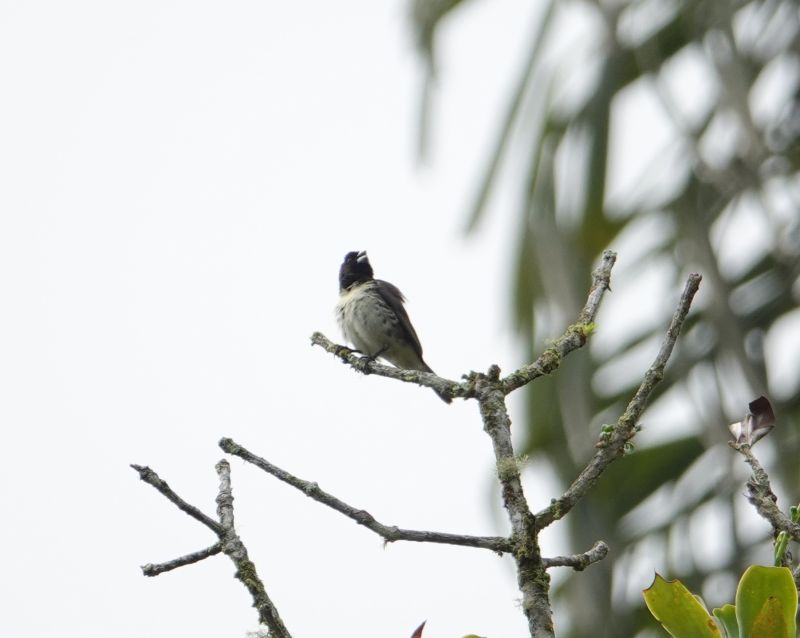 <i>Sporophila nigricollis</i> (Yellow-bellied Seedeater)