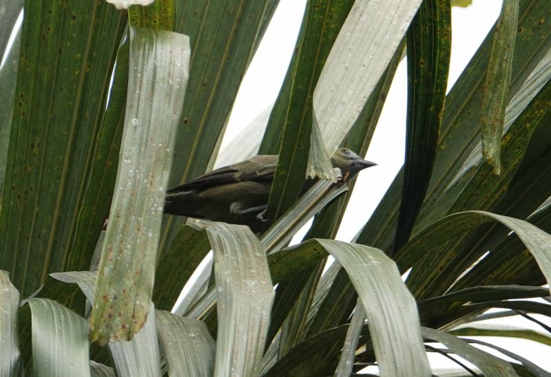 <i>Thraupis palmarum</i> (Palm Tanager)