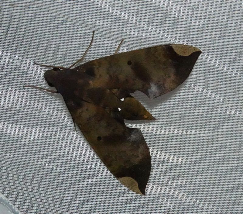 <i>Pachylia ficus</i> (Fig Sphinx)