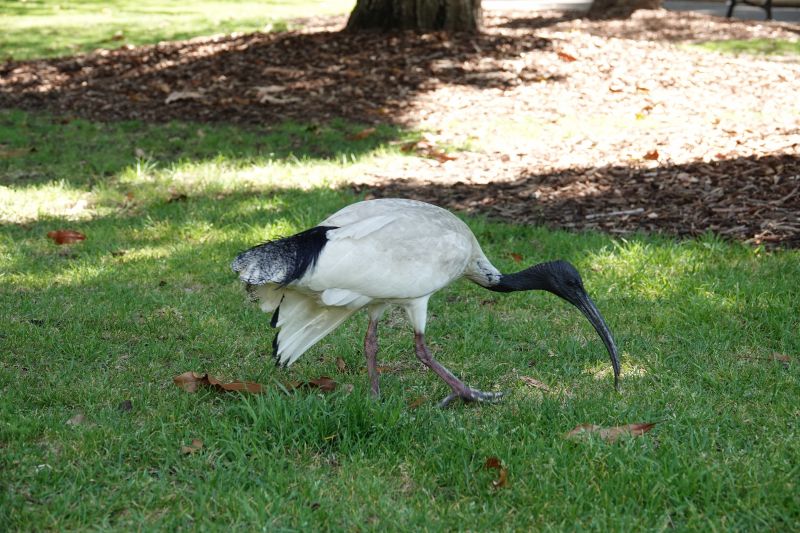 <i>Threskiornis molucca</i> (Australian White Ibis)