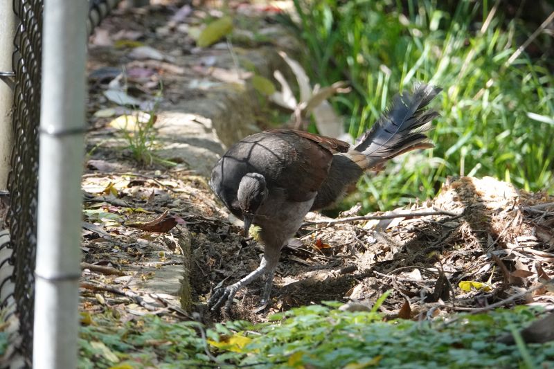 <i>Menura novaehollandiae</i> (Superb Lyrebird)