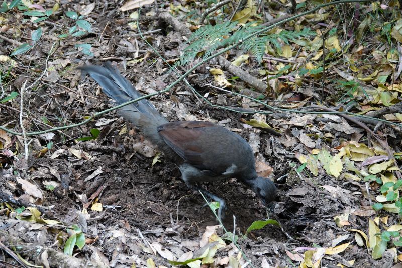 <i>Menura novaehollandiae</i> (Superb Lyrebird)