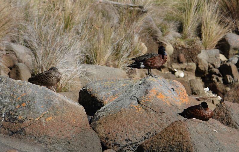 <i>Anas castanea</i> (Chestnut Teal)