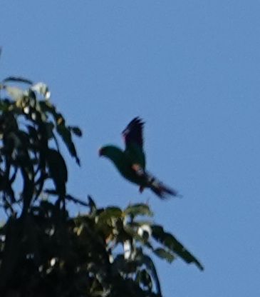 <i>Lathamus discolor</i> (Swift Parrot)