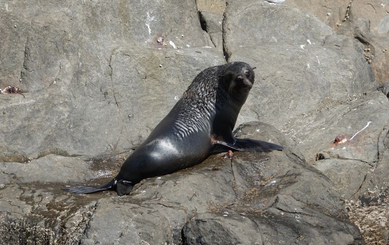 <i>Arctocephalus forsteri</i> (New Zealand Fur Seal)