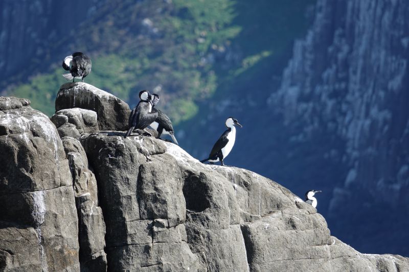 <i>Phalacrocorax fuscescens</i> (Black-faced Cormorant)