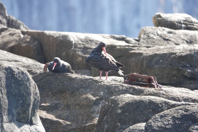 <i>Haematopus fuliginosus</i> (Sooty Oystercatcher)